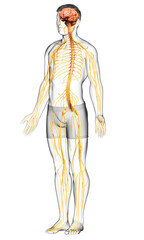 3d rendered medically accurate illustration of a male nervous system