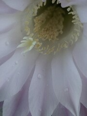 A detail of a white flower