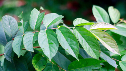 Derris elliptica or tuba leaf on the plant. The roots of Derris elliptica contain rotenone, a strong insecticide and fish poison.
