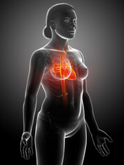 Plakat 3d rendered medically accurate illustration of highlighted orange Female heart