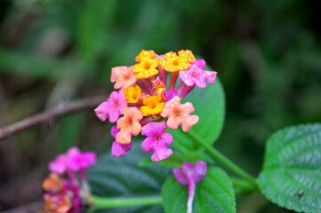 pink and yellow flowers. Beautiful Lantana Camara flowers  on green nature background . 