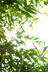 Natural bokeh suitable for the background