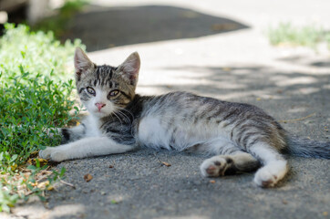 Naklejka na ściany i meble Little kitty. Pet. Street cat. Yard cat.