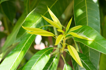 Mango tops, mango leaves, mango flowers,