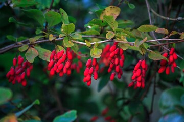  Red berries of barberry on a branch