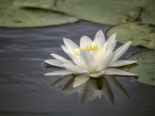 White water lilies on a pond closeup