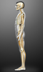 3d rendered medically accurate illustration of the nervous system and skeleton system