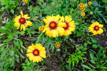 Many vivid yellow and red Gaillardia flowers, common name blanket flower, and blurred green leaves in soft focus, in a garden in a sunny summer day, beautiful outdoor floral background.