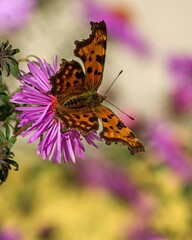 Butterfly on pink flower of wild asters