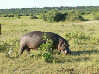 Lone bull hippo out for a daylight snack, Chobe National Park Botswana