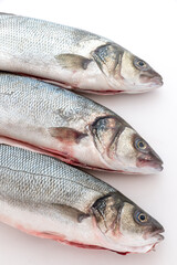 Sea bass with white background