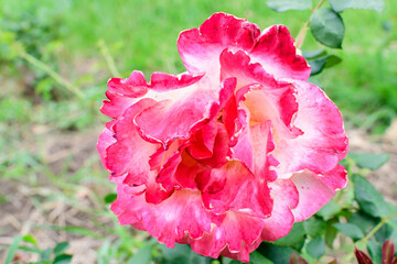 Close up of one delicate vivid pink magenta rose in full bloom and green leaves in a garden in a sunny summer day, beautiful outdoor floral background photographed with soft focus.