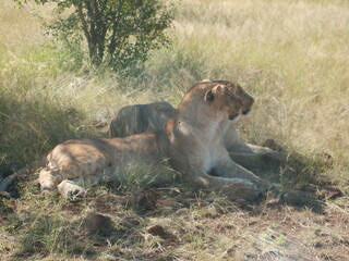 Lioness sisters, Zimbabwe.