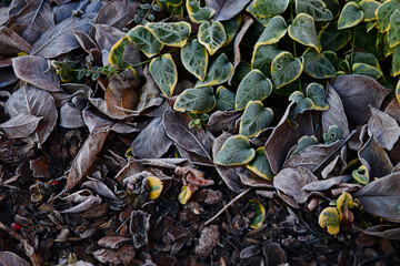 Glaze on blades of flower-gardente xture. Icing on curtis in winter. Surface of frost cover on garden. Ice coating on arboretum. Freezing on garth. Frozen dew on winter mound, background image.