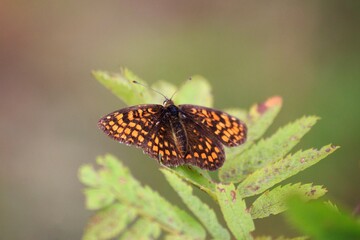 Beautiful butterfly on the leave of fern
