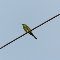 green Bee-eater bird perched on / sitting on a cable