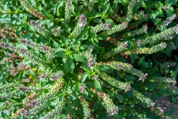 Holy basil, basil leaves, garden area