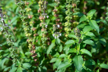 Obraz premium Holy basil, basil leaves, garden area
