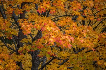 Autumn maple leaves in the park