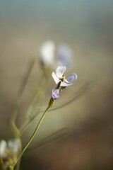 Vertical selective focus shot of white cardamine pratensis