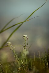 Vertical selective focus shot of white shepherd's bag flower