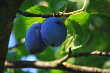 Ripe blue plums on a tree