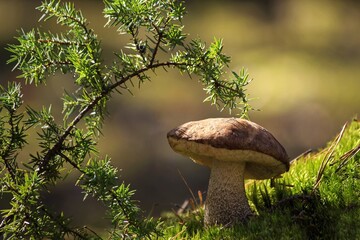 Mushrooms in the forest closeup