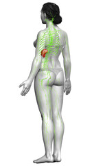 3d rendered medically accurate illustration of a female lymphatic system