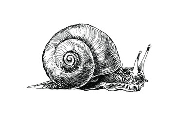 Realistic grape snail isolated. Detailed garden cochlea black and white sketch. Hand drawn snail silhouette with radial shell on white background. Slippery mollusk used for food.