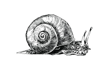 Realistic grape snail isolated. Detailed garden cochlea black and white sketch. Hand drawn snail silhouette with radial shell on white background. Slippery mollusk used for food. © Olga