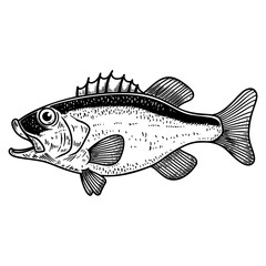 Illustration of bass fish in engraving style. Design element for logo, label, sign, poster, t shirt.