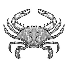 Illustration of blue crab in engraving style. Design element for logo, label, sign, poster, t shirt.