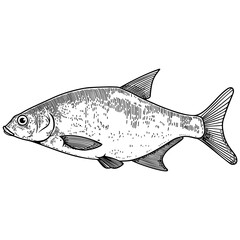 Obraz premium Illustration of bream fish in engraving style. Design element for logo, label, sign, poster, t shirt.