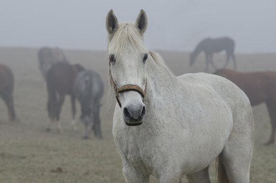 White horse on the farm in a foggy autumn environment. Herd of horses on autumn meadow. Portrait of a white horse in the foreground. Brown horses in the background.