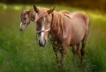 Naklejka na ściany i meble Romantic brown horses photo. Horses foraging on rustic pasture in sunset.