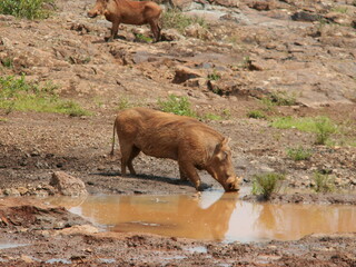 Pumba Elephant Orphanage, Kenya