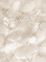 Beautiful abstract gray and white feathers on white background, soft brown feather texture on white pattern background, gray feather background