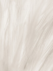 Obraz premium Beautiful abstract gray and white feathers on white background, soft brown feather texture on white pattern background, gray feather background