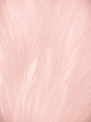Beautiful abstract white and pink feathers on white background and soft white feather texture on pink pattern and pink background, feather background, pink banners