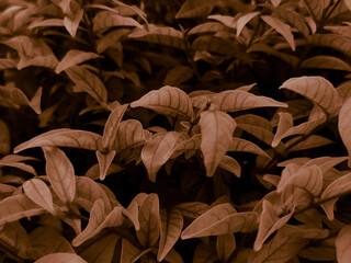 Beautiful abstract color brown and yellow flowers on dark background and orange flower frame and brown leaves texture, brown background, orange and gold love banner, white isolated background 