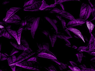 Beautiful abstract color blue and purple flowers on black background and purple graphic pink flower frame and pink leaves texture, purple background, colorful graphics banner, purple leaves