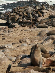Seals @ Cape Cross, Namibia