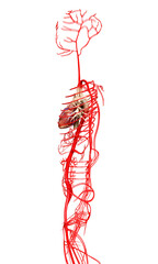 3d rendered medically accurate illustration of  arteries