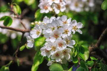 Obraz na płótnie Canvas Flowering branch of pear tree closeup