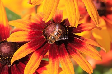 Bee on orange flower closeup