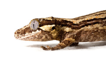 Brown striped gargoyle gecko isolated on a white background