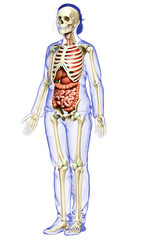 3d rendered medically accurate illustration of female  Internal organs and skeleton system