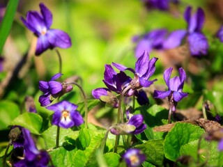 Spring viola flowers in the forest