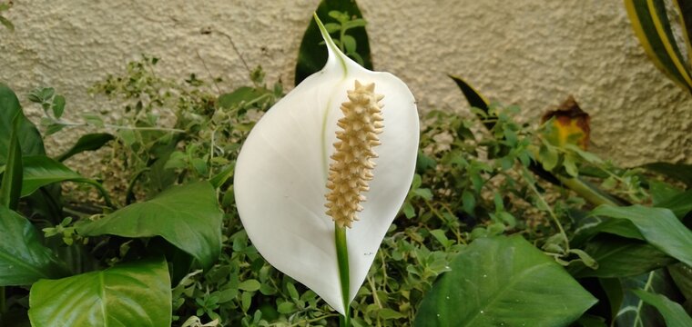 Close up of a Peace Lily Plant or Spathiphyllum floribundum. White flower in a green garden