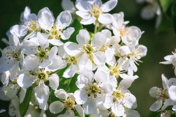 Obraz na płótnie Canvas Flowering branch of quince Japanese